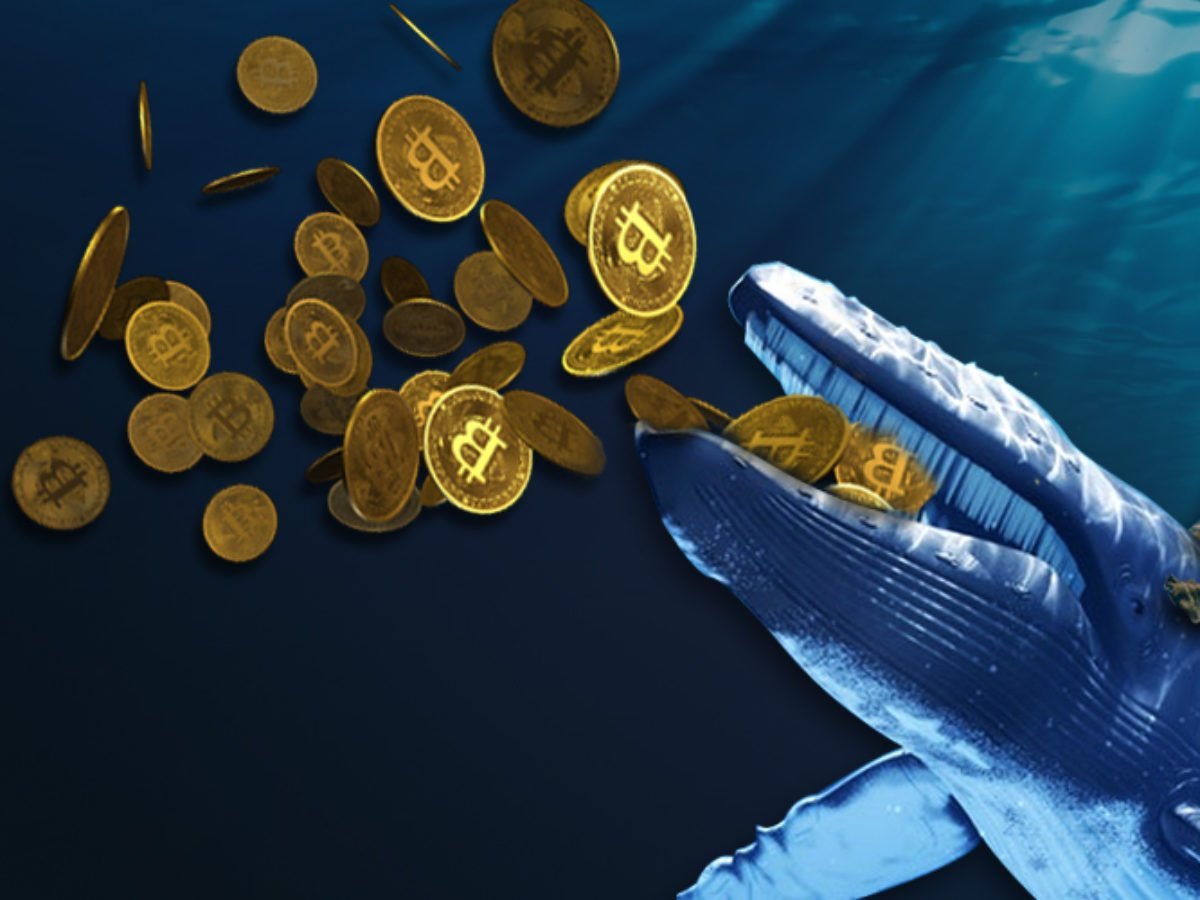 Institutional Adoption Boosts Whale Inflows