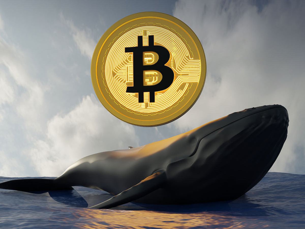 Macroeconomic Drivers of Whale Inflows