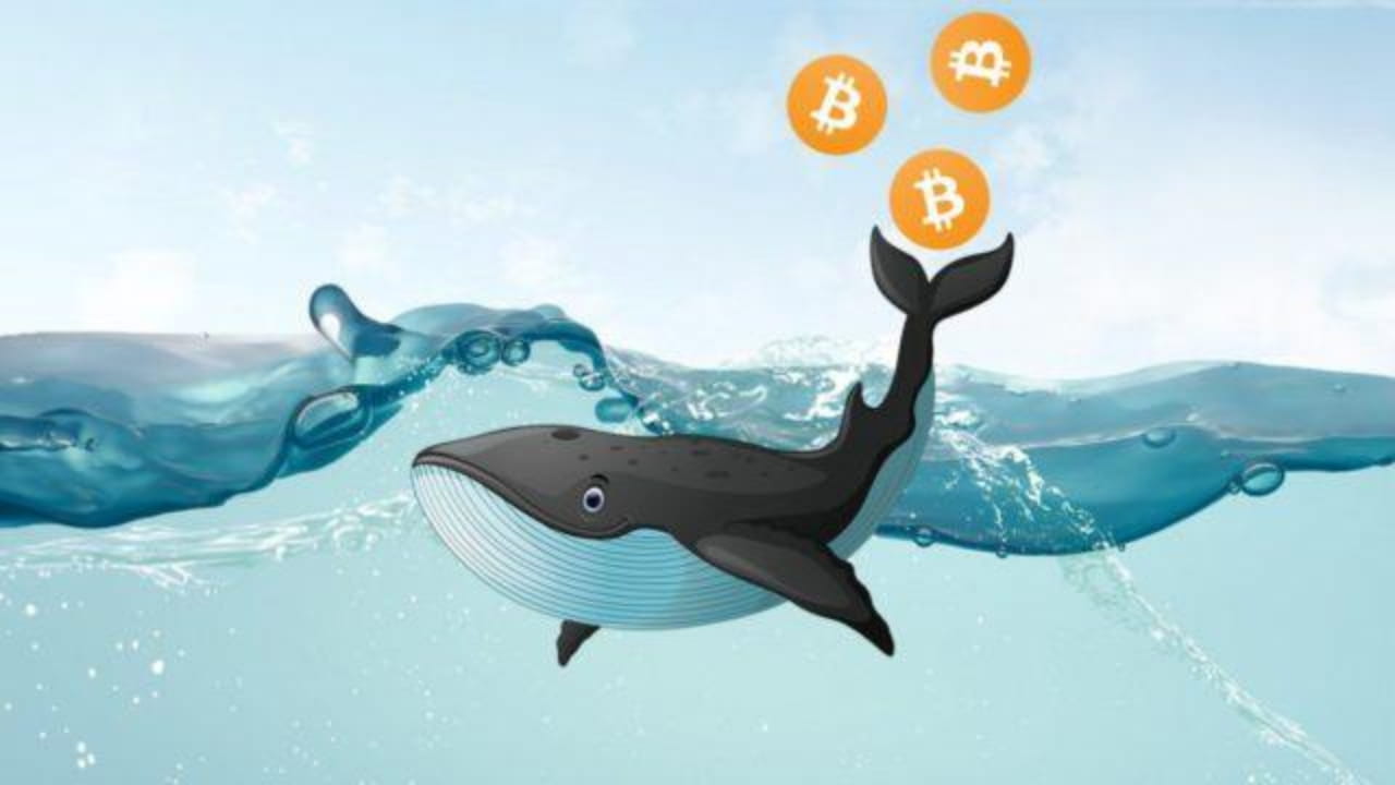 Whales Capitalize on Bitcoin Drop Strategic Ethereum Purchases